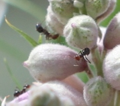 Myrmecocystus