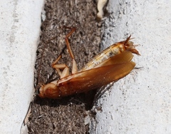 Blattinae
