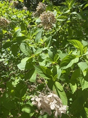 Hydrangea quercifolia