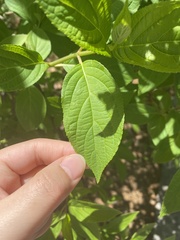 Hydrangea quercifolia