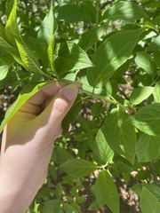 Hydrangea quercifolia