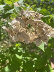 Hydrangea quercifolia