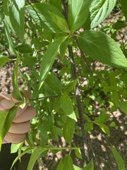 Hydrangea quercifolia