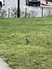 Turdus migratorius