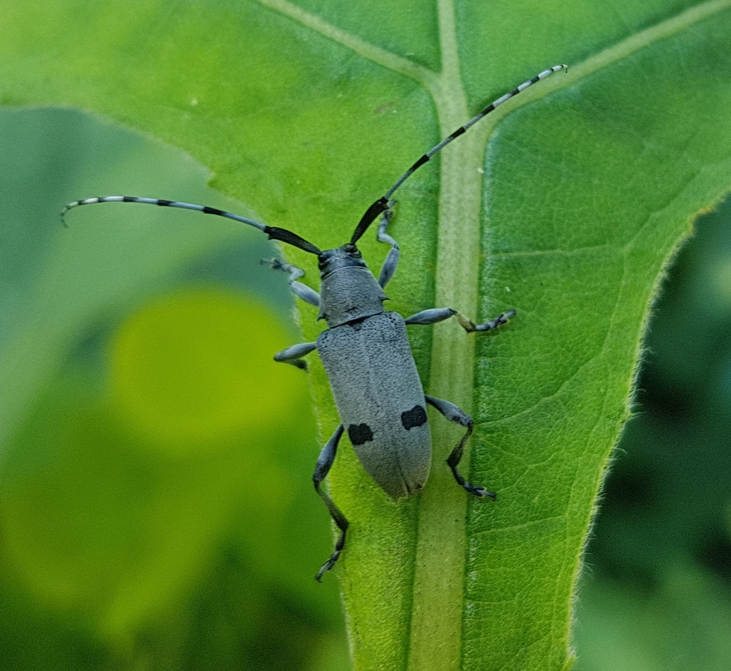 Canidia cincticornis