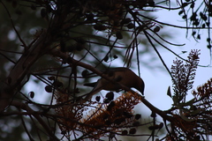 Bombycilla cedrorum