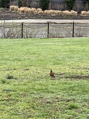 Turdus migratorius