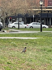 Turdus migratorius
