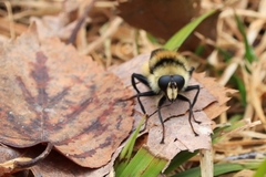 Criorhina