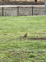 Turdus migratorius