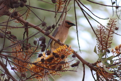 Bombycilla cedrorum