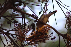 Bombycilla cedrorum