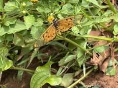 Acraea neobule
