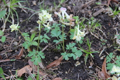 Corydalis caucasica