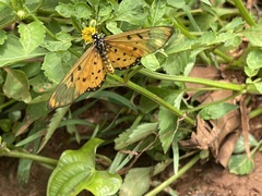 Acraea neobule