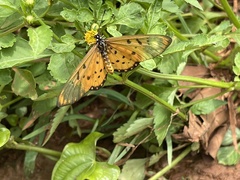 Acraea neobule