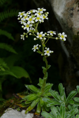Saxifraga hostii
