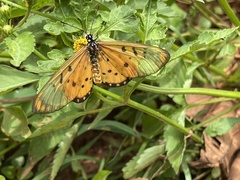 Acraea neobule