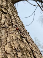 Coccinella septempunctata