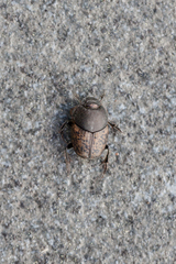 Onthophagus fracticornis