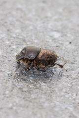 Onthophagus fracticornis