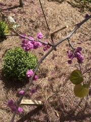 Cercis
