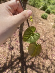 Cercis