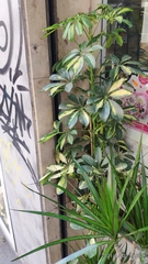 Heptapleurum arboricola