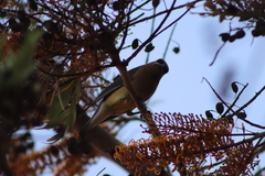Bombycilla cedrorum