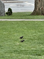 Sturnus vulgaris
