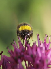 Bombus pratorum