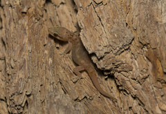 Hemidactylus robustus