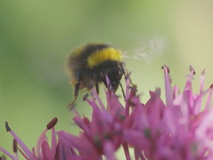 Bombus pratorum