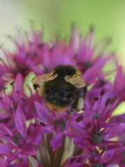 Bombus pratorum