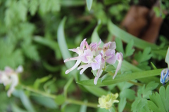 Corydalis caucasica