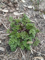 Anthriscus sylvestris