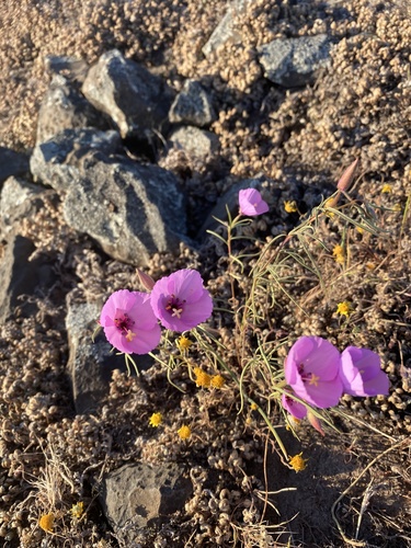 Glandular clarkia (Clarkia arcuata)