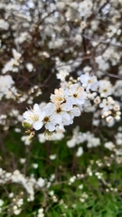 Prunus spinosa