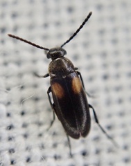 Anaspis fasciata