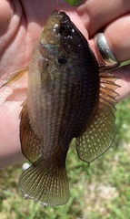 Enneacanthus gloriosus