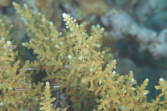Acropora longicyathus