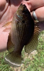 Enneacanthus gloriosus