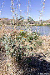 Sphaeralcea coulteri