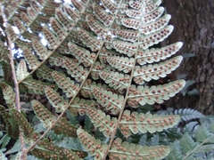 Dryopteris