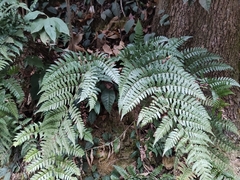 Dryopteris