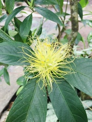 Schaueria