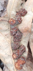 Polystepha symmetrica