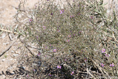Fagonia laevis