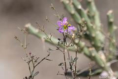 Fagonia laevis