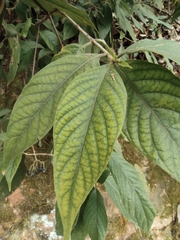 Tarenna mollissima